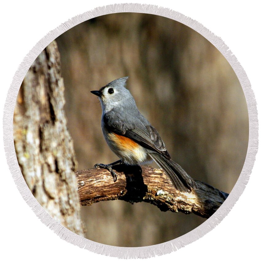 Nature Round Beach Towel featuring the photograph Tufted Titmouse on Branch by Sheila Brown