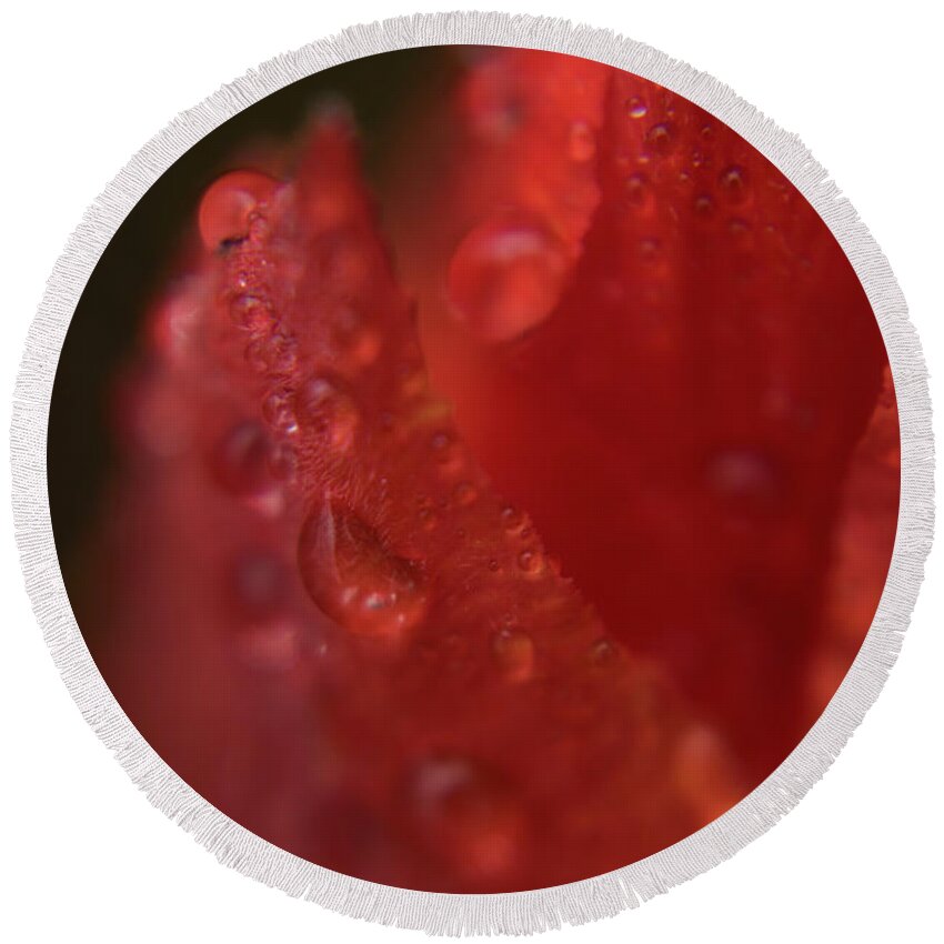 Tulip Round Beach Towel featuring the photograph Tulip Petal raindrops-1844 #2 by Steve Somerville