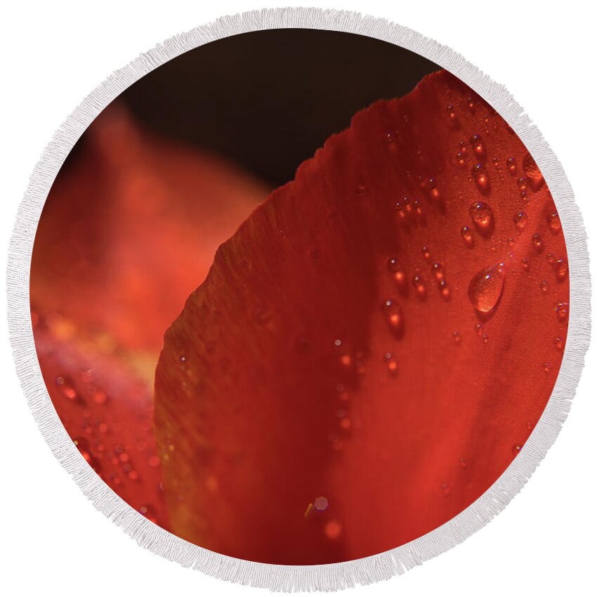 Tulip Round Beach Towel featuring the photograph Tulip Raindrops-3799 by Steve Somerville