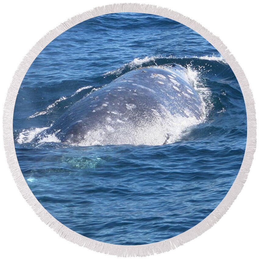 Whale Round Beach Towel featuring the photograph Whale #1 by Mariel Mcmeeking