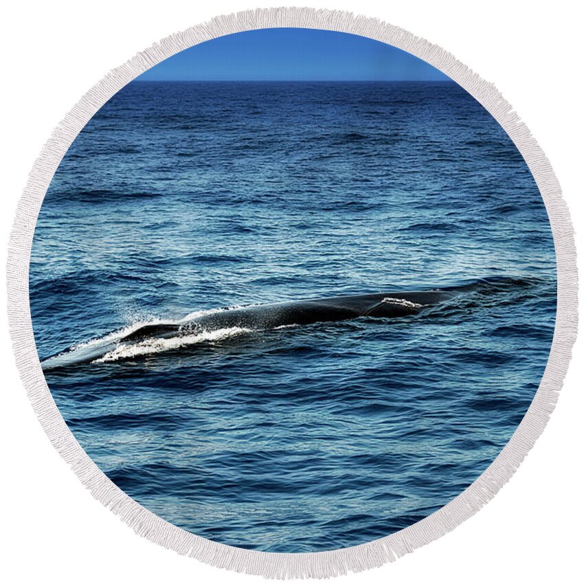 Mare Round Beach Towel featuring the photograph Whale Watching Balenottera Comune 3 #1 by Enrico Pelos