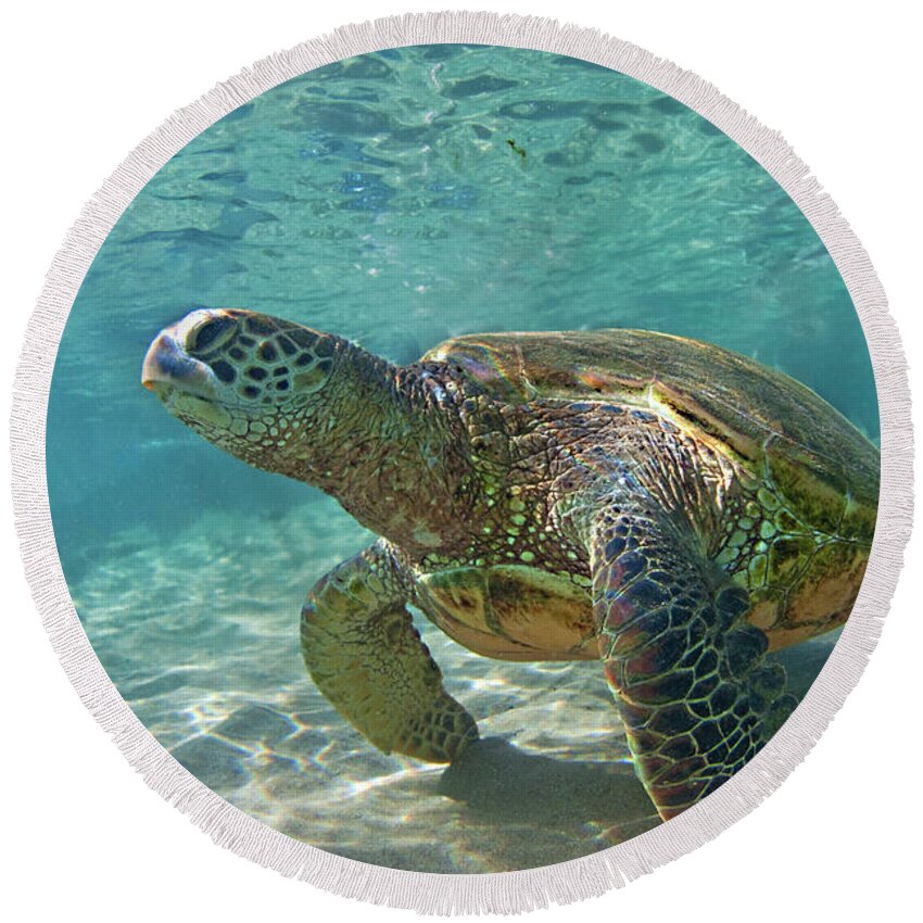 Maui Hawaii Black Rock Turtle Ocean Creatures Round Beach Towel featuring the photograph What Are You Lookin At #1 by James Roemmling