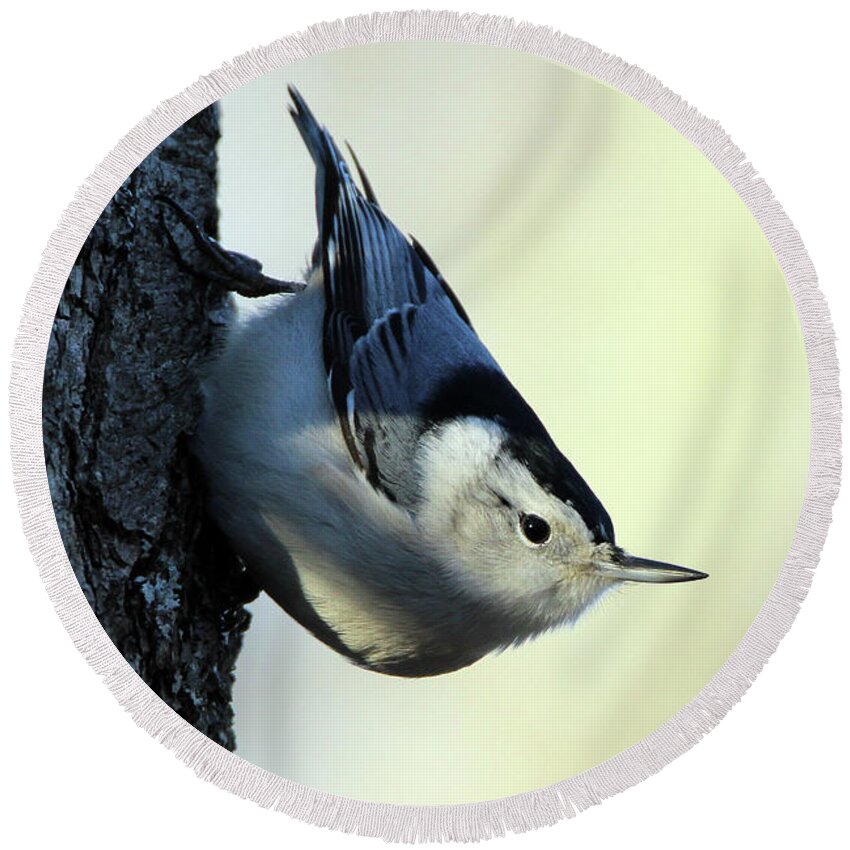 White Breasted Nuthatch Round Beach Towel featuring the photograph White Breasted Nuthatch Wading River New York #1 by Bob Savage