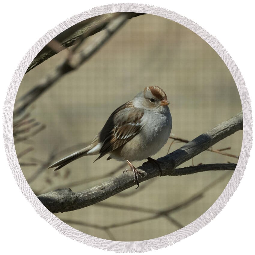White Crowned Sparrow Round Beach Towel featuring the photograph White-Crowned Sparrow    by Holden The Moment