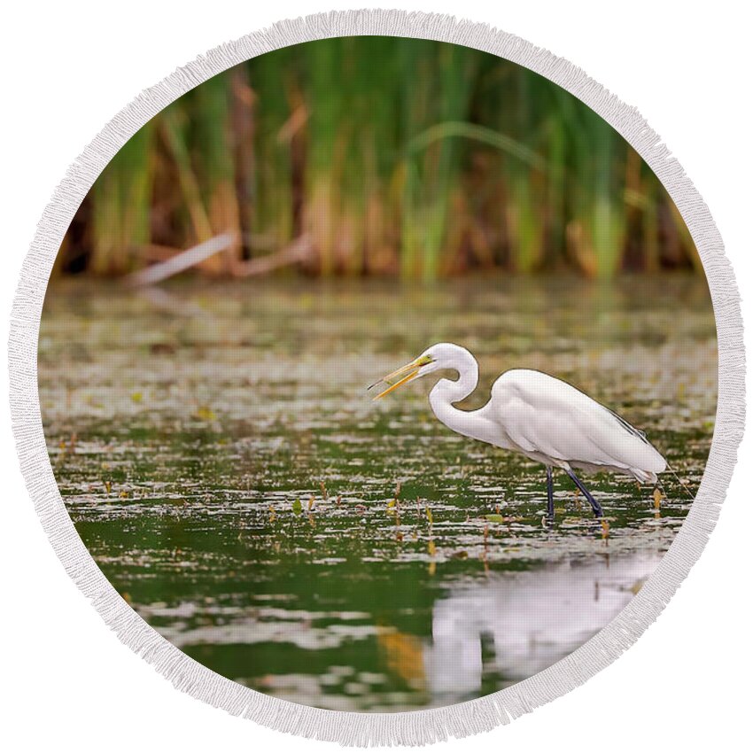 Animal Round Beach Towel featuring the photograph White, Great Egret by Peter Lakomy