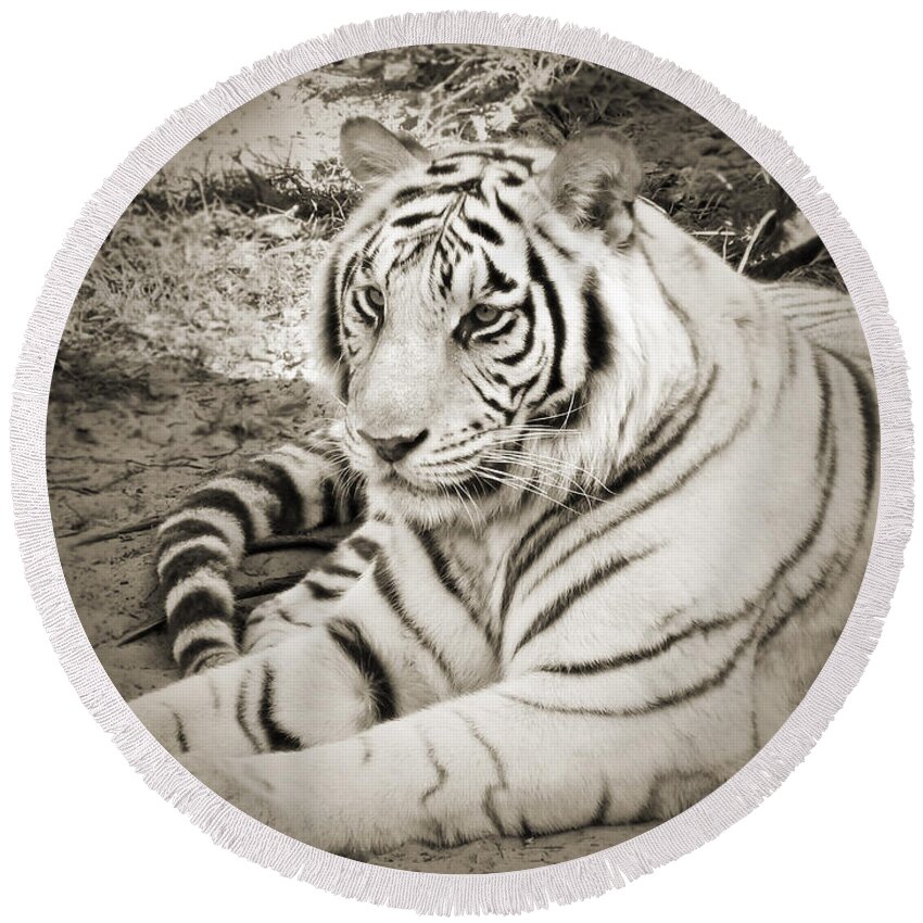 Whiter Tiger Round Beach Towel featuring the photograph White Tiger #1 by Steven Sparks