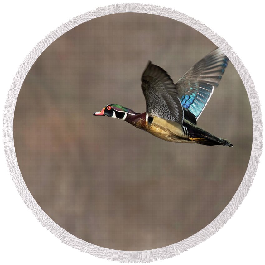 Duck Round Beach Towel featuring the photograph Wood Duck Flight #2 by Art Cole