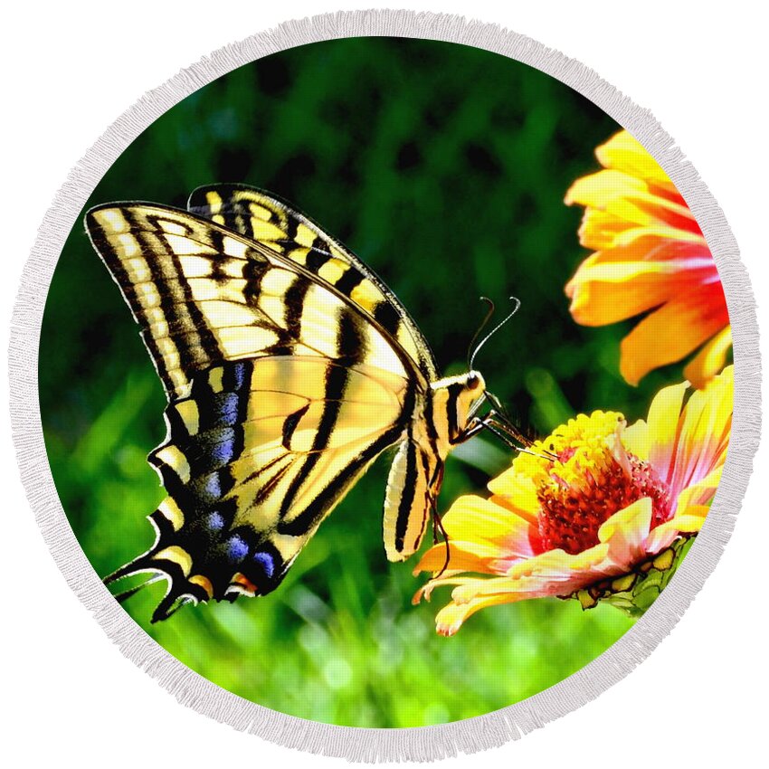 Nature Round Beach Towel featuring the photograph Yellow Butterfly on Flower #1 by Amy McDaniel