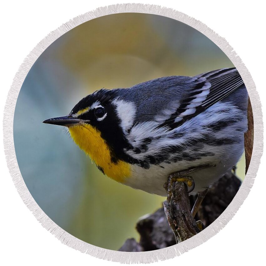 Yellow Throat Round Beach Towel featuring the photograph Yellow throat warbler #1 by Dwight Eddington