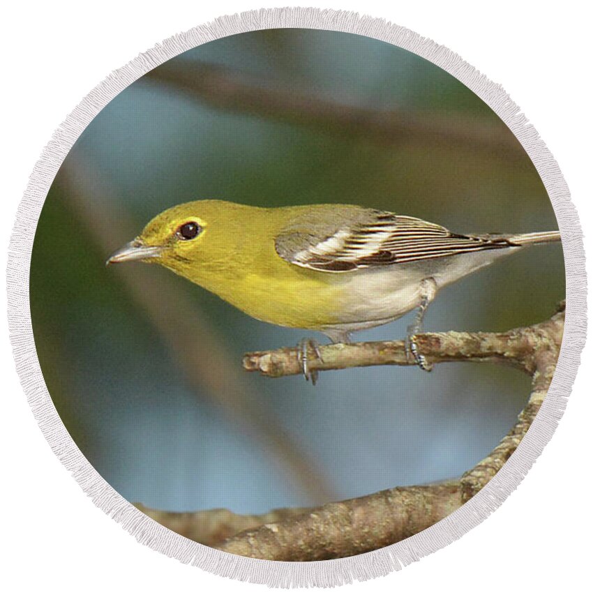 Bird Round Beach Towel featuring the photograph Yellow-throated Vireo #1 by Alan Lenk