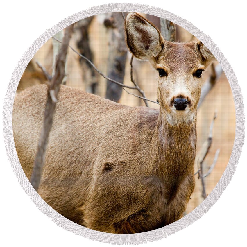 Deer Round Beach Towel featuring the photograph Mule Deer in the Pike National Forest #10 by Steven Krull