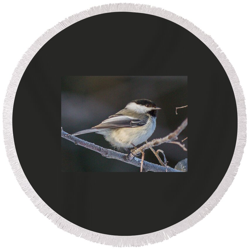 Chickadee Round Beach Towel featuring the photograph Black-Capped Chickadee #11 by Dee Carpenter
