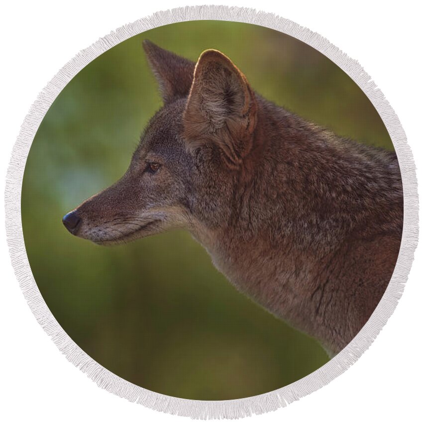 Animal Round Beach Towel featuring the photograph Coyote #11 by Brian Cross