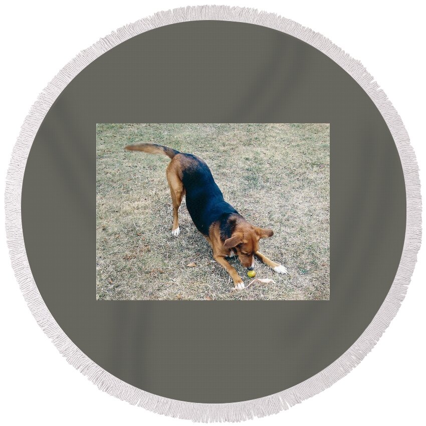 Dog Round Beach Towel featuring the photograph Dog #11 by Jackie Russo