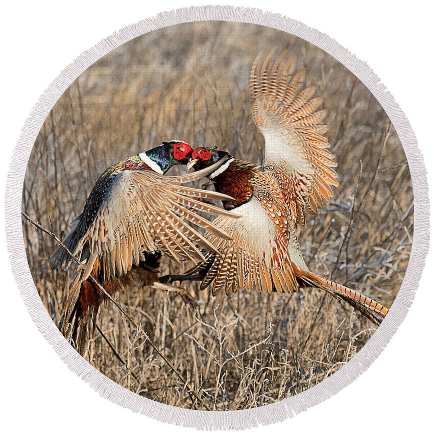 Bird Round Beach Towel featuring the photograph Ring Necked Pheasant #11 by Dennis Hammer