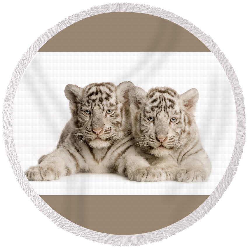 White Tiger Round Beach Towel featuring the photograph White Tiger #11 by Jackie Russo