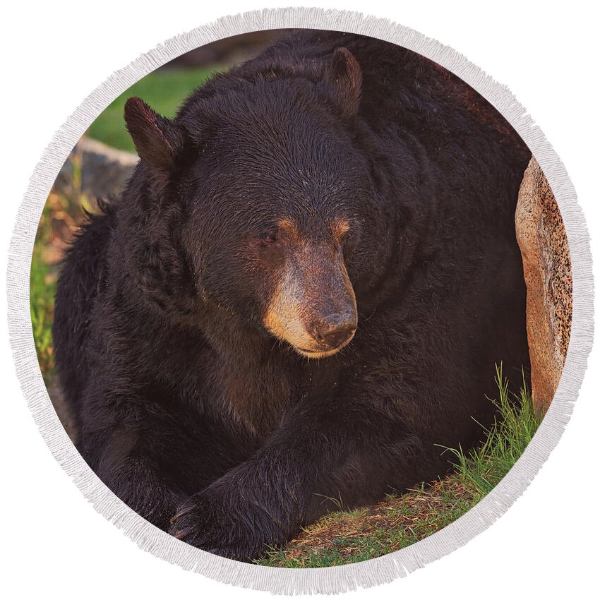 Animal Round Beach Towel featuring the photograph Black Bear #12 by Brian Cross
