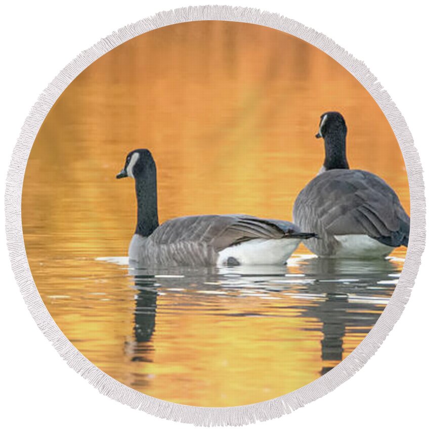 Canda Round Beach Towel featuring the photograph Canada Geese #17 by Tam Ryan