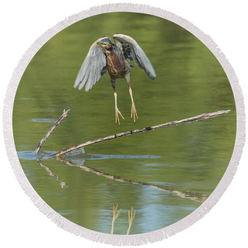 Green Round Beach Towel featuring the photograph Green Heron #16 by Tam Ryan