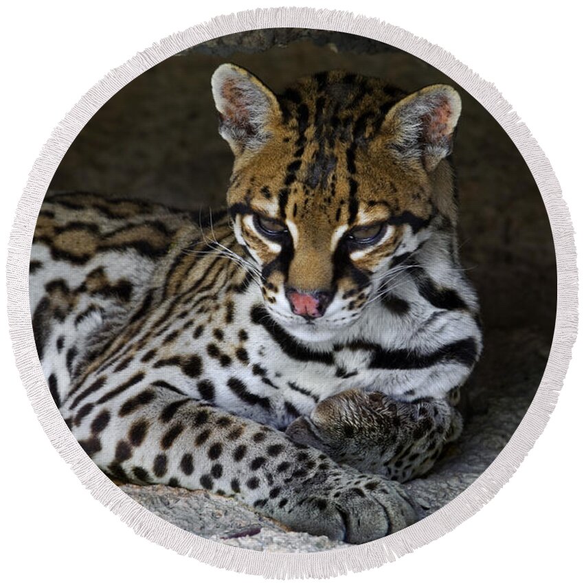 Ocelot Round Beach Towel featuring the photograph 160115p156 by Arterra Picture Library