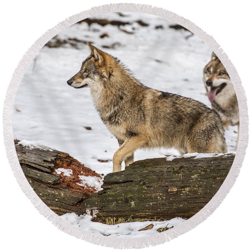 Gray Wolf Round Beach Towel featuring the photograph Hunting wolf pack by Arterra Picture Library