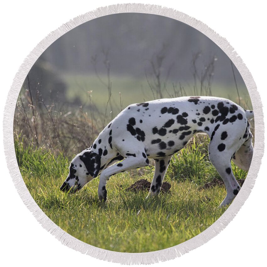 Dalmatian Round Beach Towel featuring the photograph 160304p160 by Arterra Picture Library