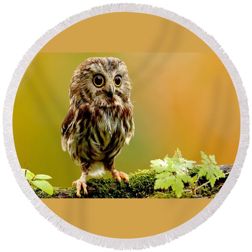 Owl Round Beach Towel featuring the photograph Owl #18 by Jackie Russo