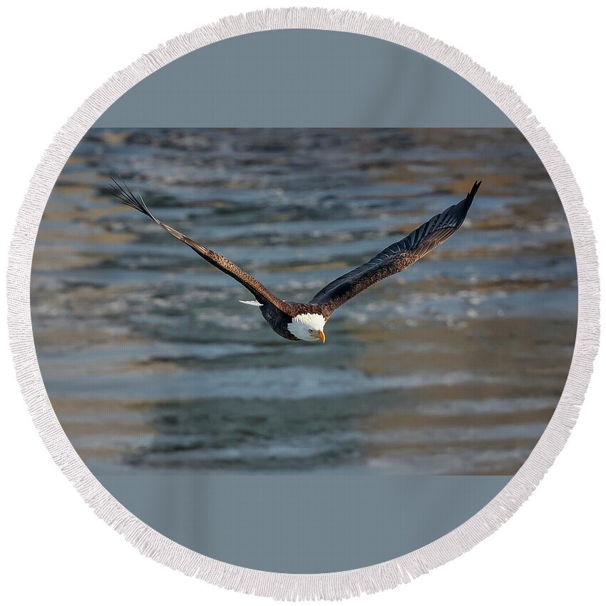 Illinois Round Beach Towel featuring the photograph Bald Eagle #19 by Peter Lakomy