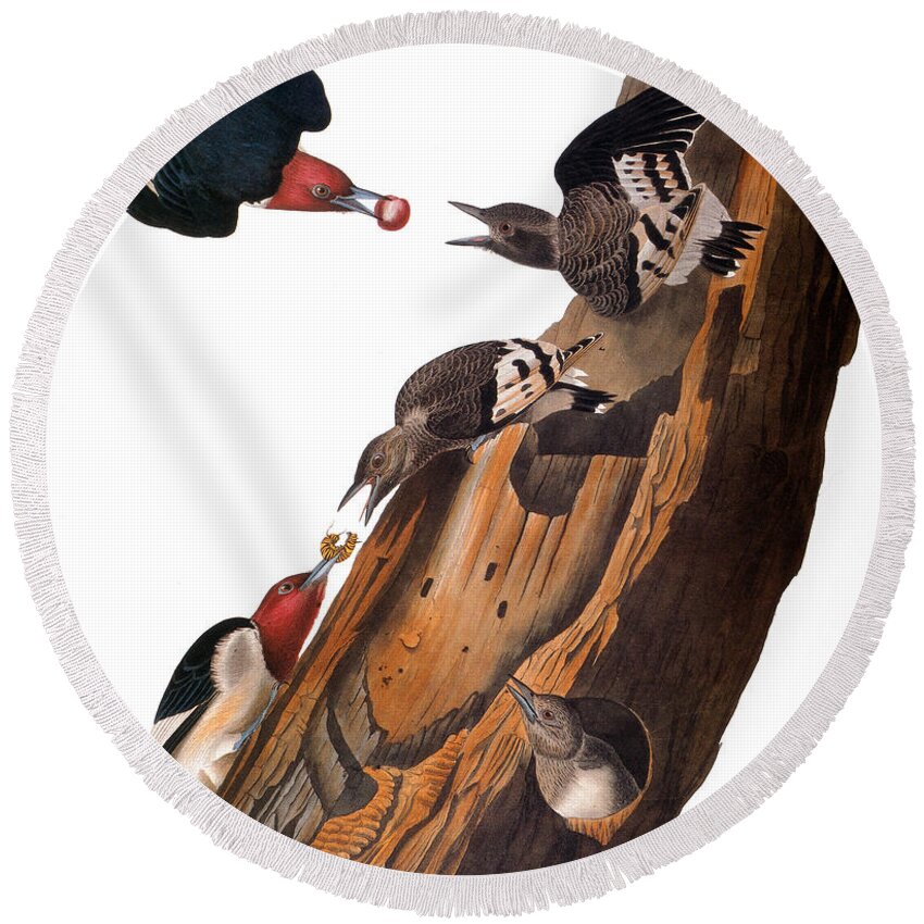 America Round Beach Towel featuring the photograph Audubon: Woodpecker #2 by Granger