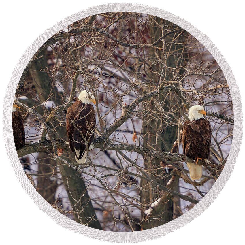 Illinois Round Beach Towel featuring the photograph Bald Eagle #2 by Peter Lakomy