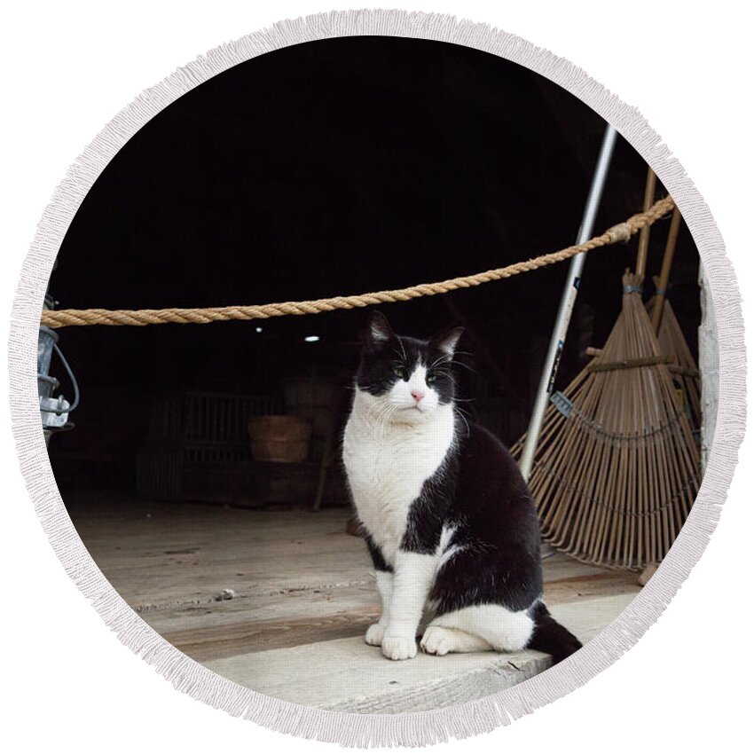 Animal Round Beach Towel featuring the photograph Black and White Cat #2 by Erin Cadigan