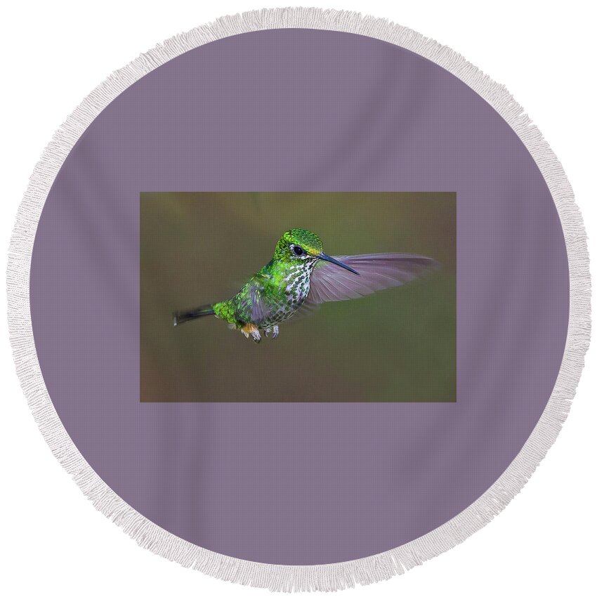 2015 Round Beach Towel featuring the photograph Booted Racket-tail #1 by Jean-Luc Baron