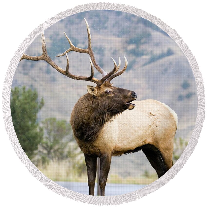 Elk Round Beach Towel featuring the photograph Bull Elk #2 by Wesley Aston