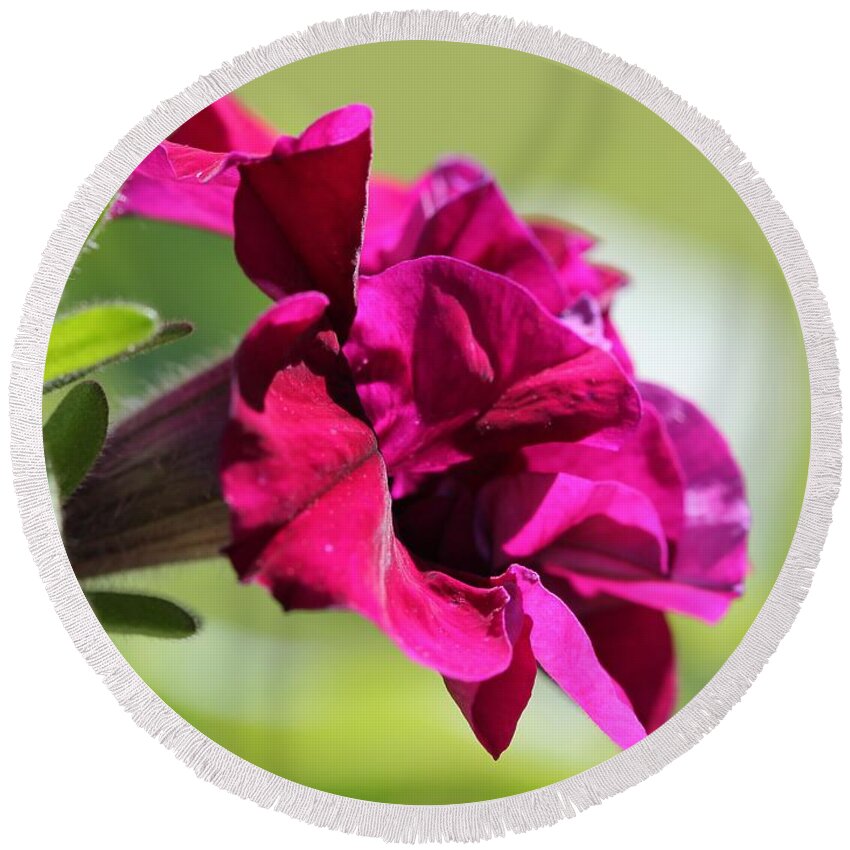 Mccombie Round Beach Towel featuring the photograph Burgundy Double Cascade Petunia #1 by J McCombie