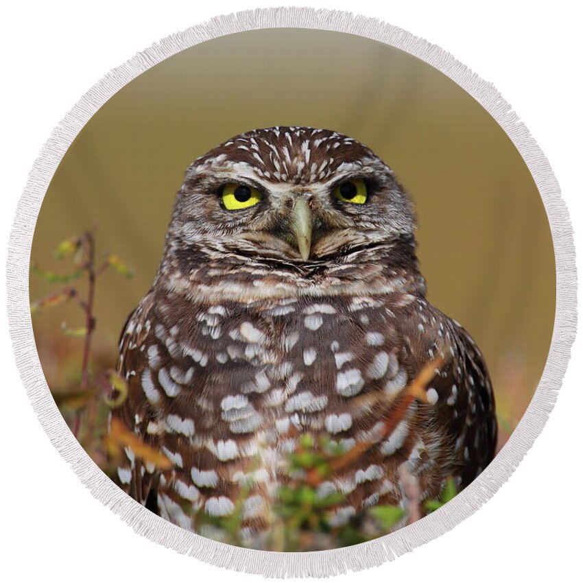 Owl Round Beach Towel featuring the photograph Burrowing Owl #3 by Bruce J Robinson