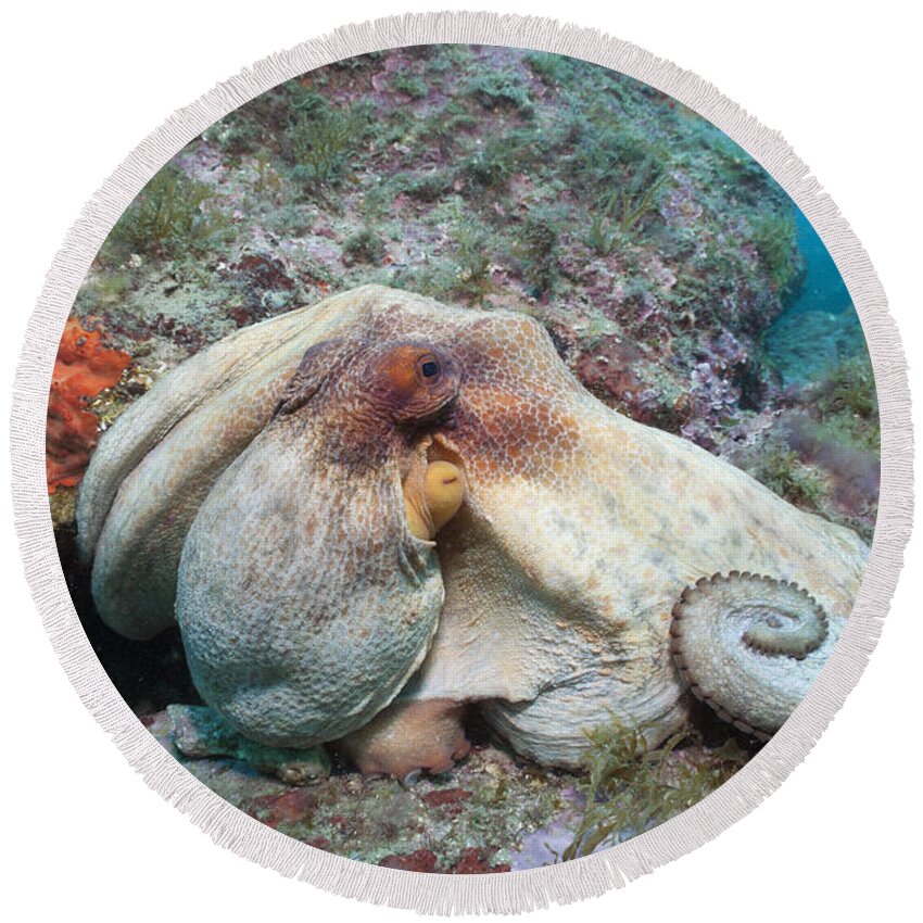 Common Octopus Round Beach Towel featuring the photograph Common Octopus #2 by Reinhard Dirscherl