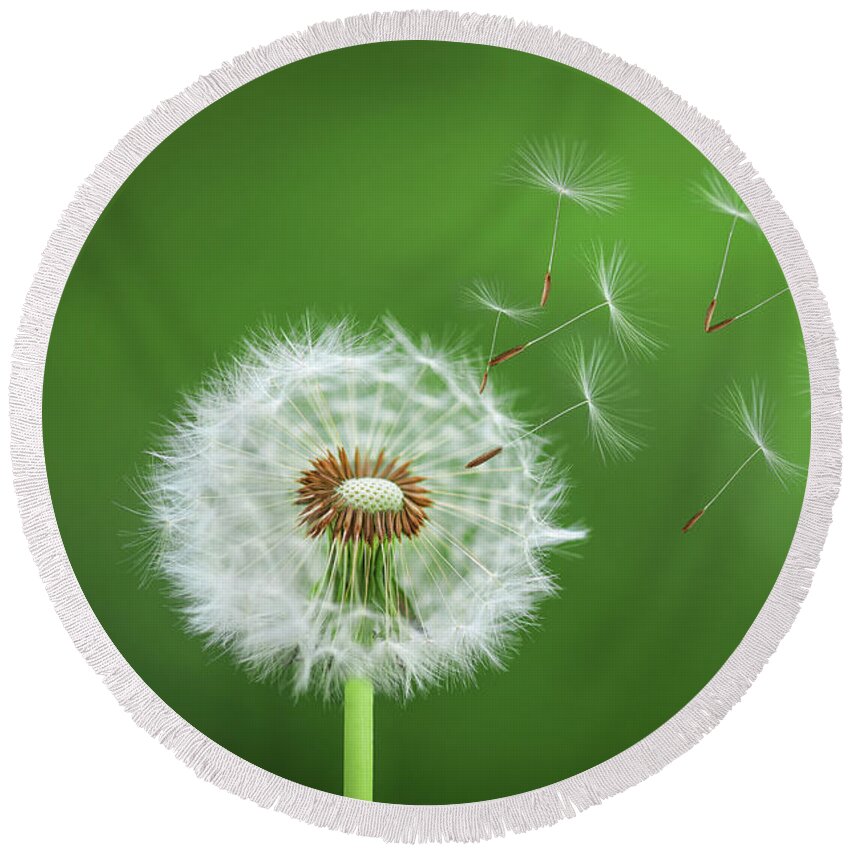Abstract Round Beach Towel featuring the photograph Dandelion Blowing #2 by Bess Hamiti