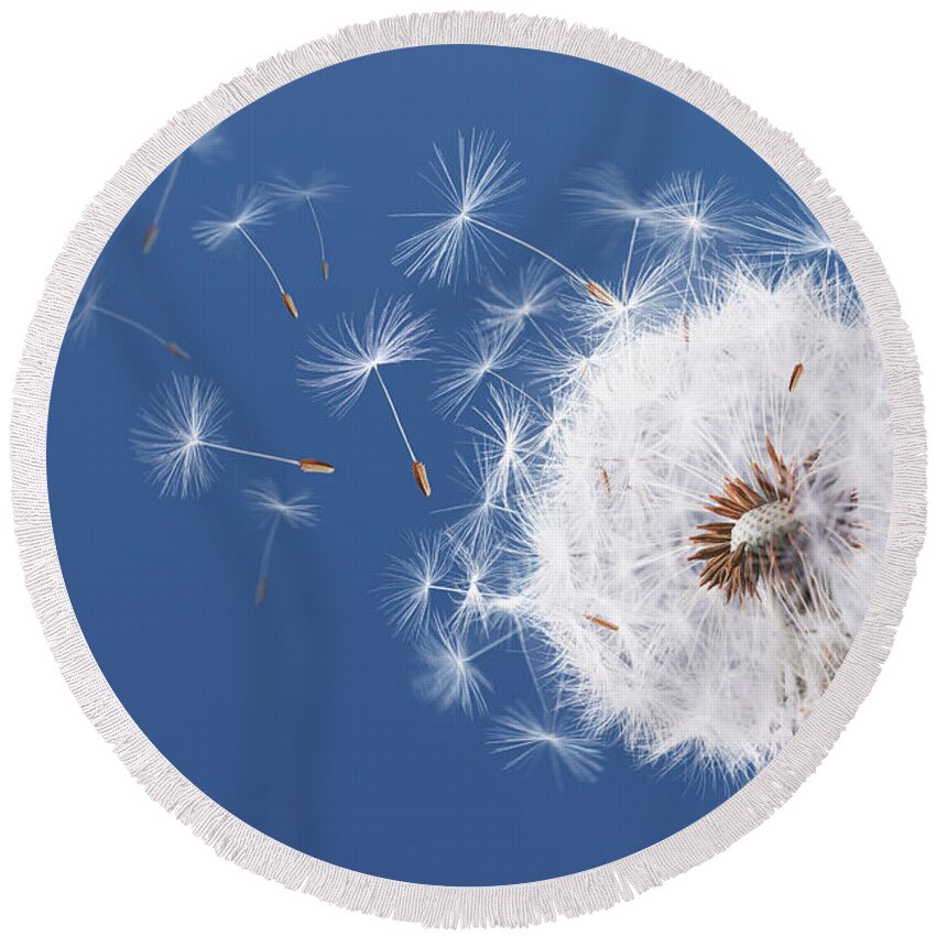 Abstract Round Beach Towel featuring the photograph Dandelion flying on blue background #2 by Bess Hamiti