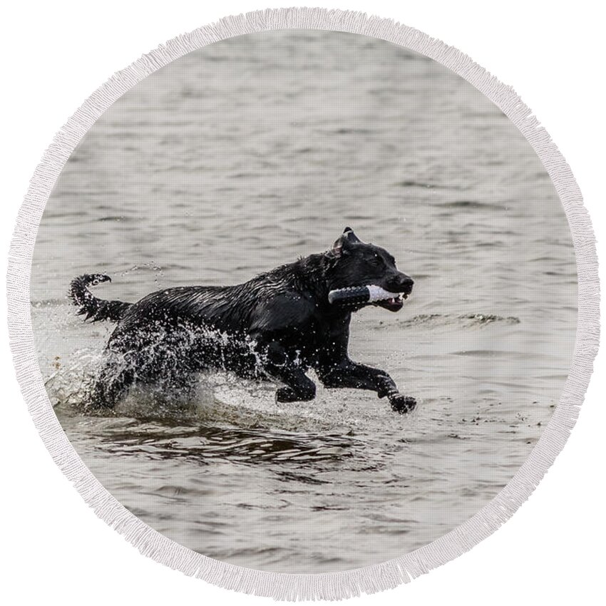 Black Dog Round Beach Towel featuring the photograph Dog playing in water #2 by SAURAVphoto Online Store