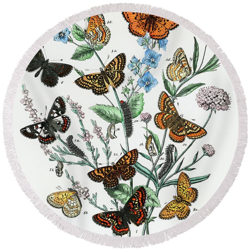 1889 Round Beach Towel featuring the drawing European Butterflies and Moths #2 by Vincent Monozlay