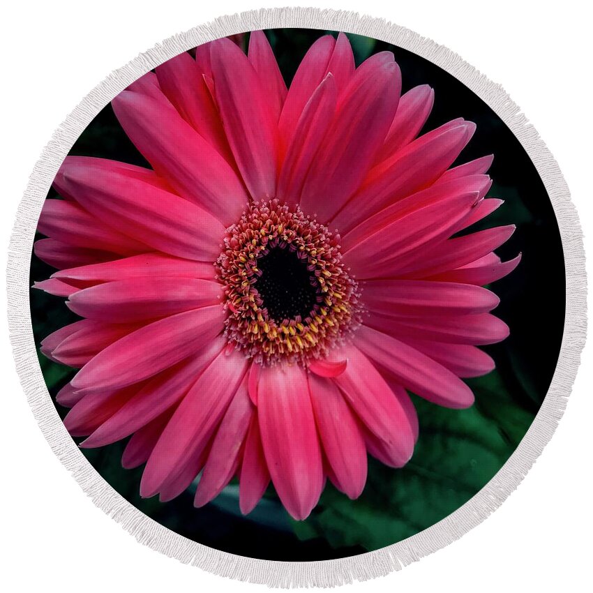 Flower Round Beach Towel featuring the photograph Gerbera Daisy #2 by William Norton