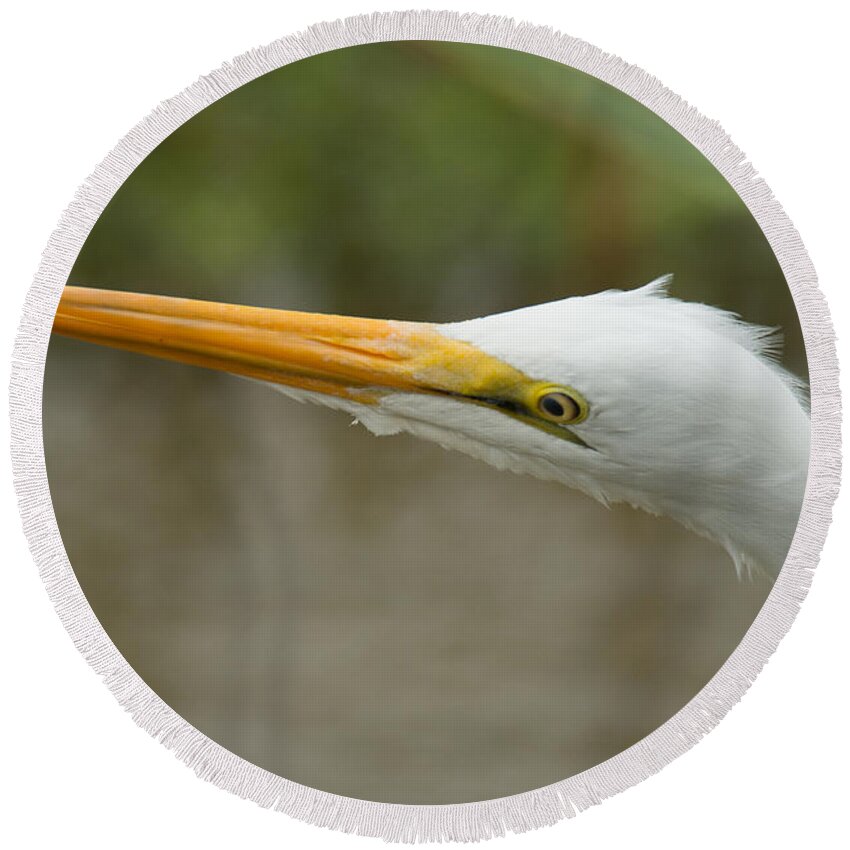 Great Egret Round Beach Towel featuring the photograph Great Egret #2 by Frank Madia