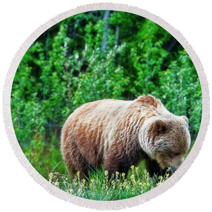Brown Bear Round Beach Towel featuring the photograph Grizzly #2 by David Arment