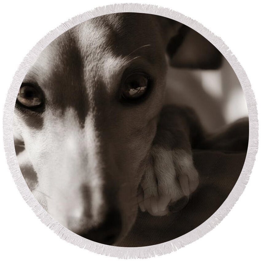 Editorial Round Beach Towel featuring the photograph Heart You Italian Greyhound by Angela Rath