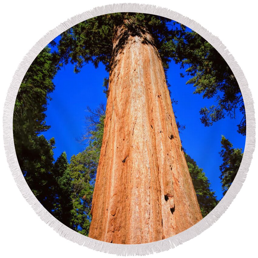 Calaveras Big Trees Round Beach Towel featuring the photograph Giant Sequoia Trees III by LeeAnn McLaneGoetz McLaneGoetzStudioLLCcom