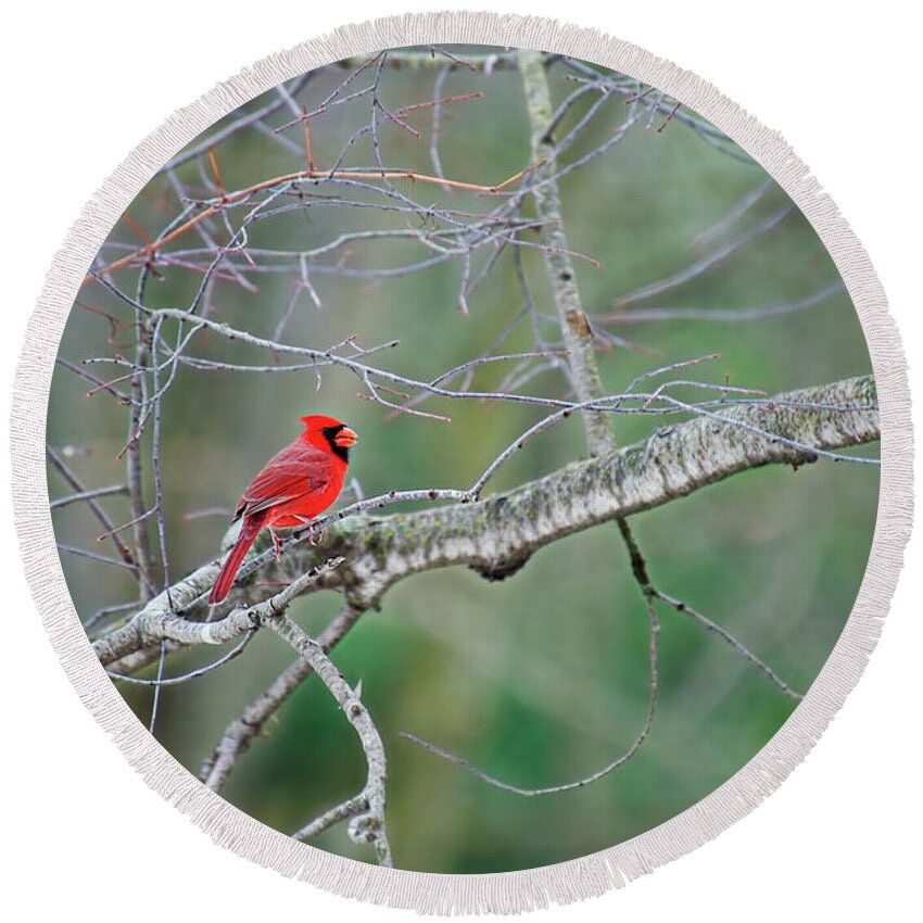 Small Birds Round Beach Towel featuring the photograph Male Cardinal #2 by David Arment