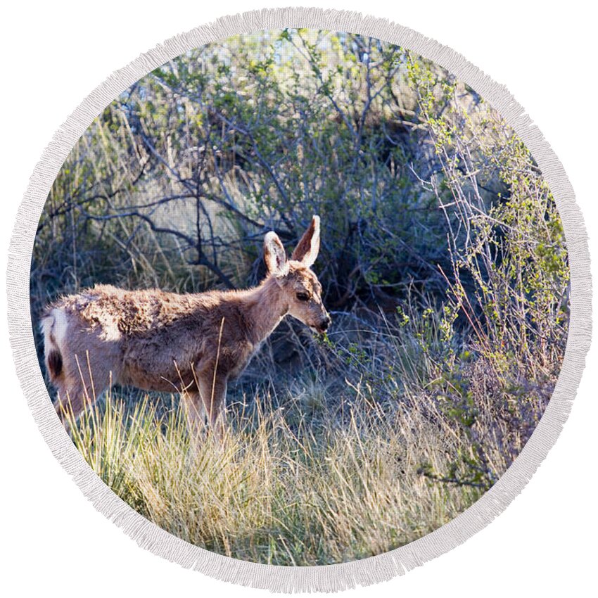 Deer Round Beach Towel featuring the photograph Mule Deer in Garden of the Gods #2 by Steven Krull