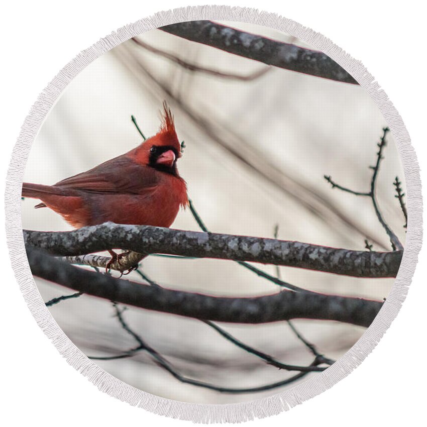 Cardinalis Round Beach Towel featuring the photograph Northern cardinal #2 by SAURAVphoto Online Store