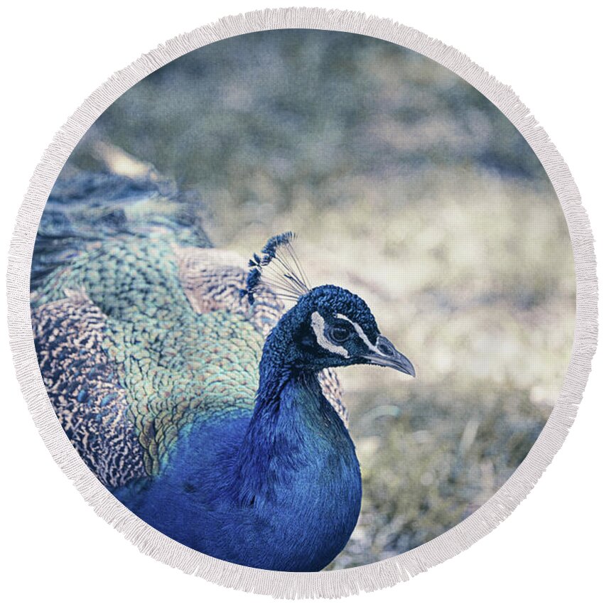 Bird Round Beach Towel featuring the photograph Resting Peacock #2 by Maria Angelica Maira