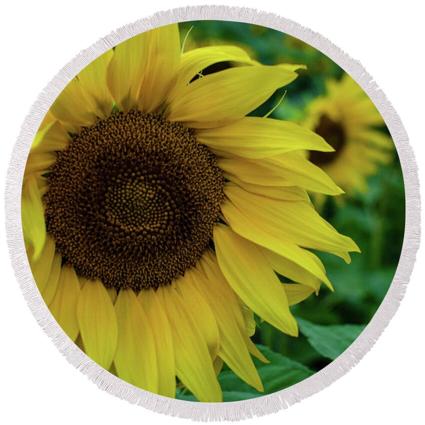 Winterpacht Round Beach Towel featuring the photograph Sunflower Fields #2 by Miguel Winterpacht